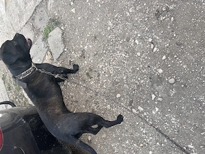 Disponibila catea cane-corso - imagine 2