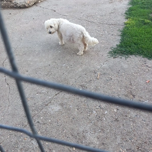 De vinzare bison maltez femelă  - imagine 2