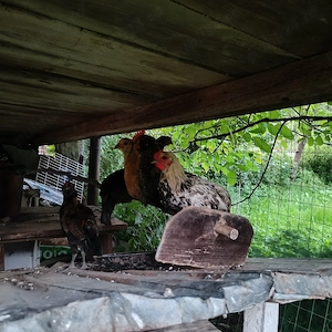 Cocoșei de anul acesta 