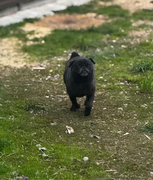 cand femela mops pug mini gestanta  - imagine 5
