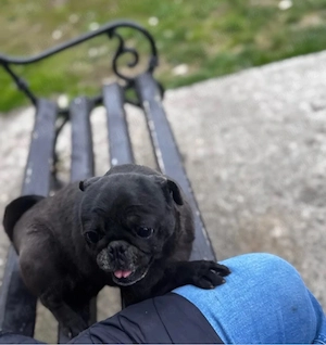 cand femela mops pug mini gestanta 