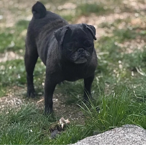 cand femela mops pug mini gestanta  - imagine 4
