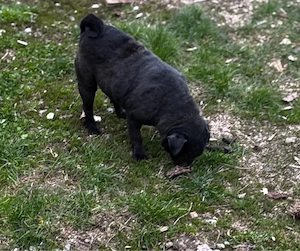 cand femela mops pug mini gestanta  - imagine 3