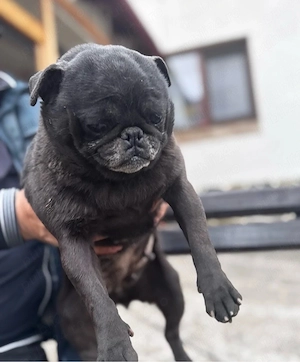cand femela mops pug mini gestanta  - imagine 2
