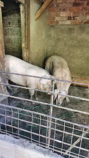 Vand porci