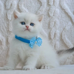 British shorthair băieței și fetițe - imagine 2