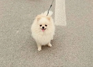 Pomeranian extra mini