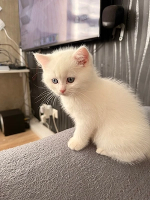 British shorthair motănei și pisicuțe - imagine 4