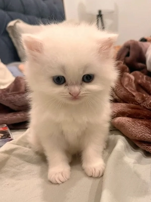 British shorthair motănei și pisicuțe - imagine 2