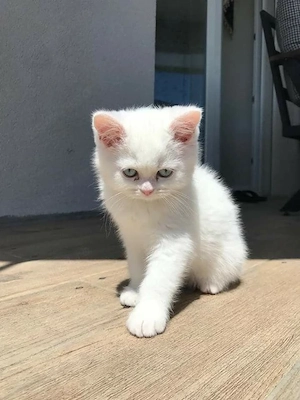 British shorthair motănei și pisicuțe
