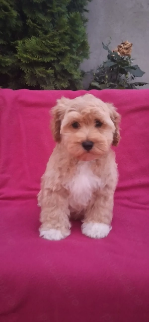 Maltipoo. ...