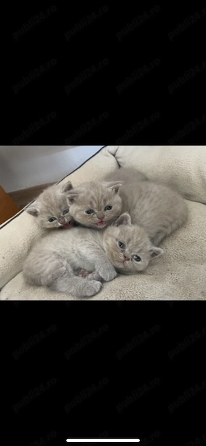 Pui british shorthair 