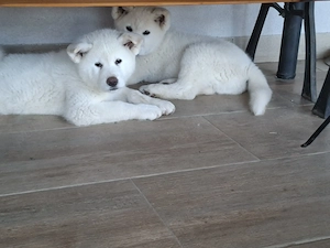 Cateluse Akita Inu albe