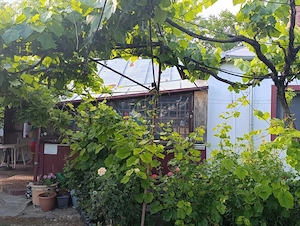De vânzare proprietate intravilan, casă si teren. - imagine 2