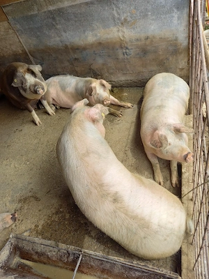 porci pt sacrificat 110-170 kg - imagine 3