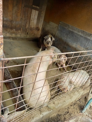 porci pt sacrificat 110-170 kg - imagine 2