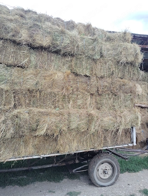 Baloți de fan calitatea întâi de vânzare, detalii la telefon  