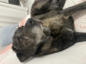 Donez catelusa de aproximativ 2 ani, 35 kg, vaccinata si microcipata. - imagine 3