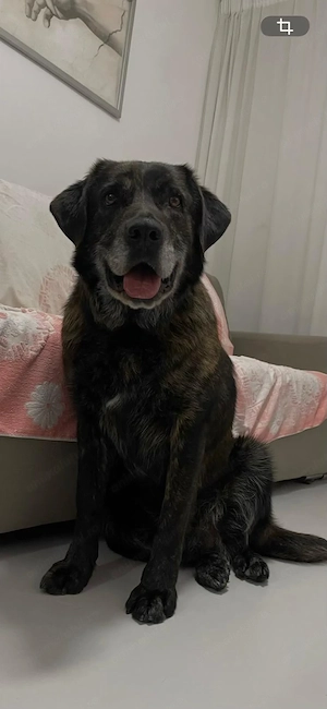 Donez catelusa de aproximativ 2 ani, 35 kg, vaccinata si microcipata.