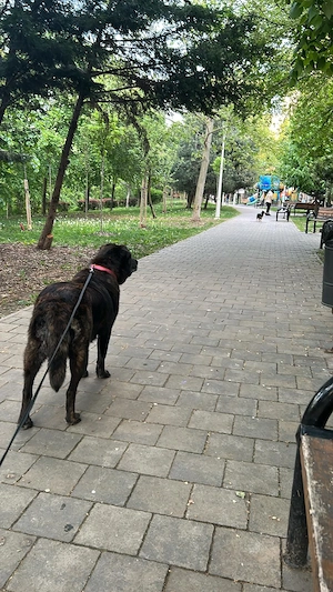 Donez catelusa de aproximativ 2 ani, 35 kg, vaccinata si microcipata. - imagine 5