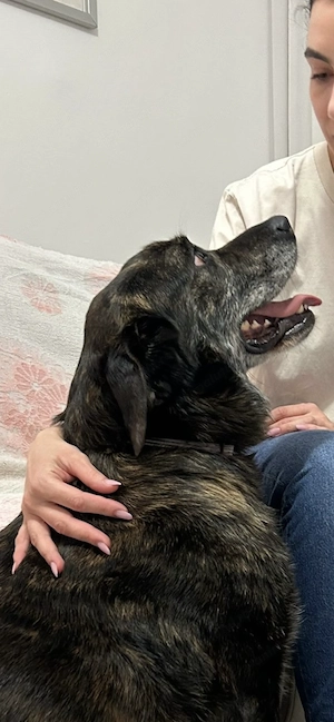 Donez catelusa de aproximativ 2 ani, 35 kg, vaccinata si microcipata. - imagine 4
