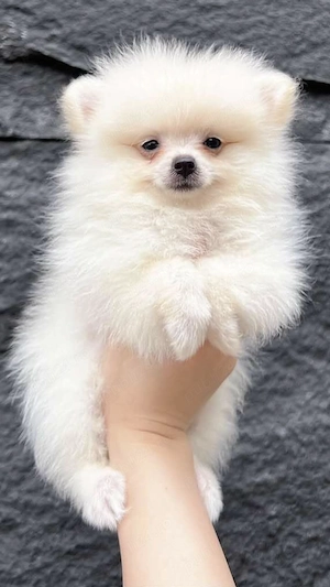 Puișor pomeranian talie mica