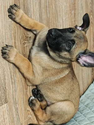 Ciobanesc belgian malinois 
