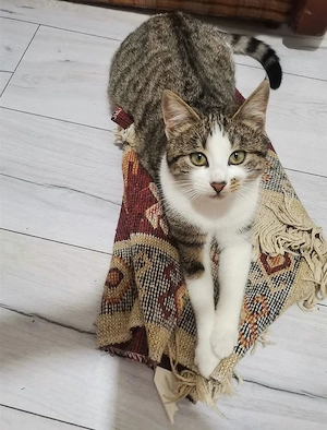 Dau spre adopție o pisicuță de o lună și jumătate, plus 3 pisici adulte de aproximativ - imagine 3