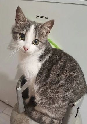 Dau spre adopție o pisicuță de o lună și jumătate, plus 3 pisici adulte de aproximativ - imagine 4