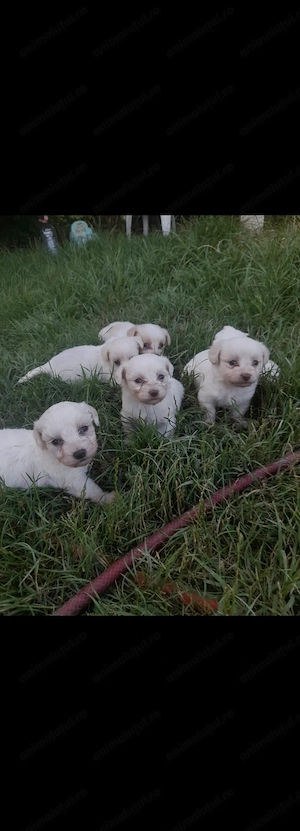 Vand bichon maltez  varsta 1.5 luni - imagine 2