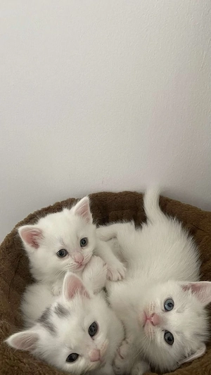 British shorthair white