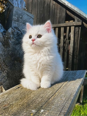 British Longhair White