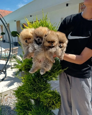 Vino să-ți iei cei mai buni și mai sănătoși pui de Pomeranian  - imagine 2