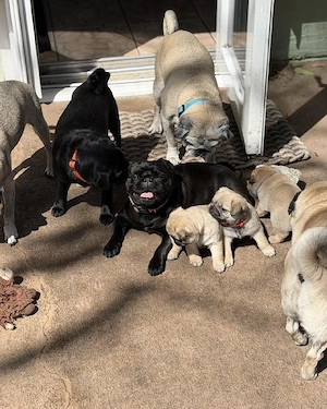 Pui de pug incredibil de frumoși și adorabili   - imagine 2