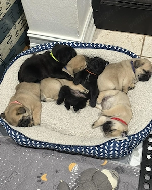 Pui de pug incredibil de frumoși și adorabili   - imagine 3