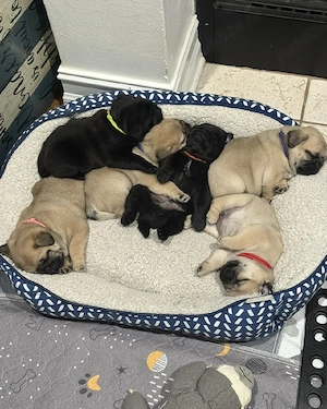 Pui de pug incredibil de frumoși și adorabili  
