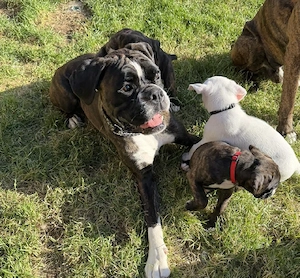 Pui de boxer drăguți și sănătoși, gata să-și găsească un cămin nou  - imagine 4
