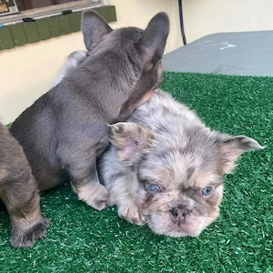 Pui de bulldog francez de rasă pură și sănătoși
