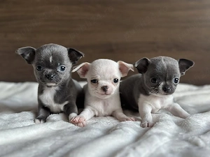 Pui de chihuahua drăguți și minunați  - imagine 2