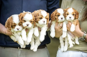 Vino să vezi puii noștri adorabili și sănătoși din rasa Cavalier King Charles  - imagine 2