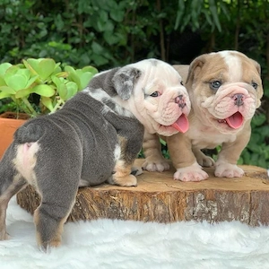 Pui de bulldog englez disponibili și gata de a fi luați acasă