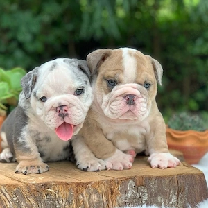 Pui de bulldog englez disponibili și gata de a fi luați acasă - imagine 2