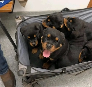 Puii minunați de rottweiler sunt acum gata să-și găsească noi cămine - imagine 3