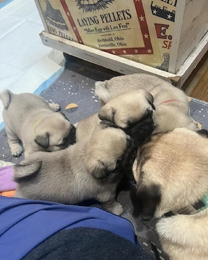 Cei mai buni și mai sănătoși pui de pug, disponibili acum  - imagine 3