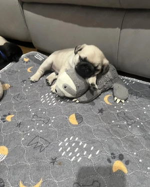 Cei mai buni și mai sănătoși pui de pug, disponibili acum  - imagine 2