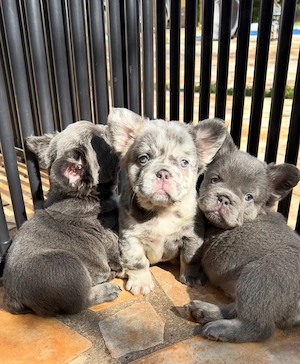 Vino să vezi puii noștri de bulldog francez de înaltă calitate   - imagine 4