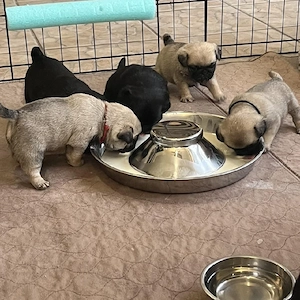 Pui de pug minunați și afectuoși, disponibili acum