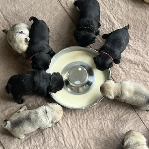 Pui de pug minunați și afectuoși, disponibili acum - imagine 2