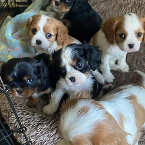 Uitați-vă la acești cățeluși Cavalier King Charles, drăguți, sănătoși și afectuoși