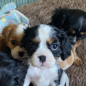 Uitați-vă la acești cățeluși Cavalier King Charles, drăguți, sănătoși și afectuoși - imagine 2